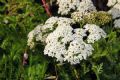 Achillea ligustica